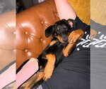 Small Photo #8 Doberman Pinscher Puppy For Sale in Buffalo, MN, USA