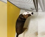 Small #1 Basset Hound Mix
