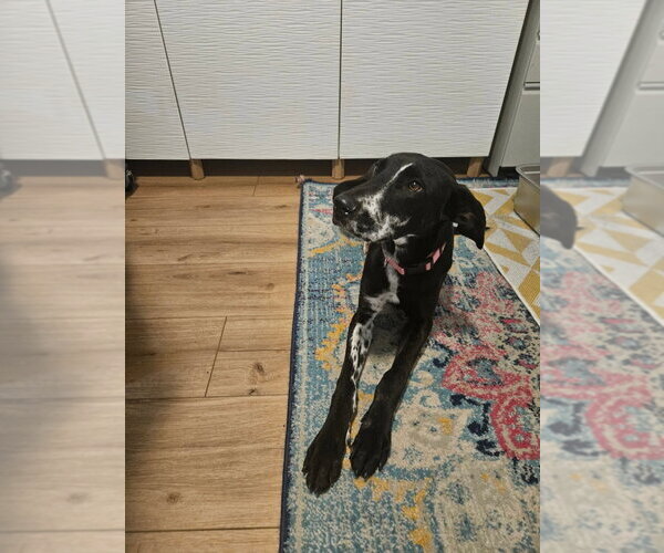 Medium Photo #1 Great Dane Puppy For Sale in Bullard, TX, USA