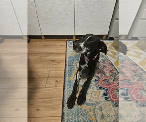 Great Dane Dogs for adoption in Bullard, TX, USA