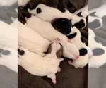 Image preview for Ad Listing. Nickname: Litter of 5