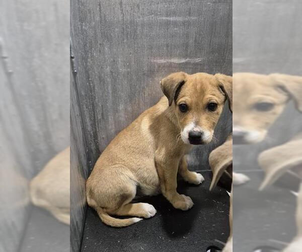 Medium Photo #1 Labrador Retriever-Unknown Mix Puppy For Sale in San Antonio, TX, USA