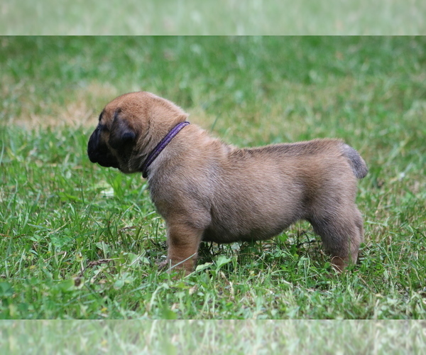 Medium Photo #15 Boerboel Puppy For Sale in WASILLA, AK, USA