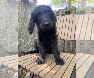 Labradoodle Puppy for sale in PEMBROKE, GA, USA