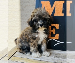 Maltipoo Puppy for sale in CASA GRANDE, AZ, USA