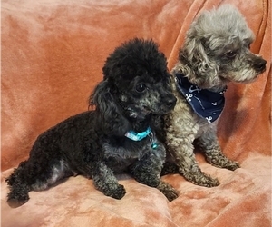 Mother of the Poodle (Toy) puppies born on 07/15/2025