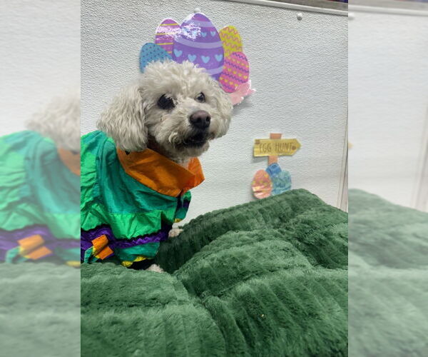 Medium Photo #4 Bichon Frise Puppy For Sale in Mukwonago, WI, USA