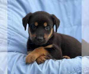Eureka Pup - Jo Lupo - Female Mutt Dog for Adoption - Photo #2