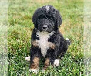 Medium Bernedoodle