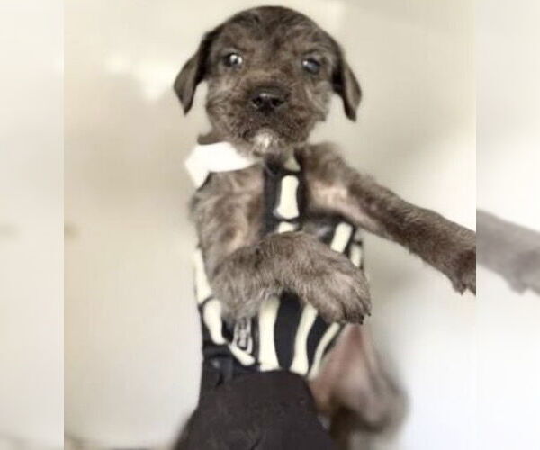 Medium Photo #1 Labrador Retriever Puppy For Sale in Houston, TX, USA