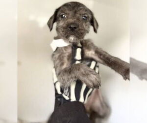 Labrador Retriever Dogs for adoption in Houston, TX, USA