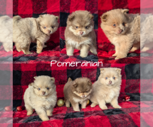 Pomeranian Puppy for Sale in GOSHEN, Indiana USA