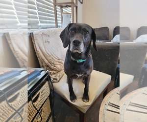 Bocker Dogs for adoption in DALTON, GA, USA