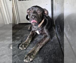 Labrador Retriever-Unknown Mix Dogs for adoption in Texas City, TX, USA