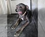 Small Labrador Retriever Mix