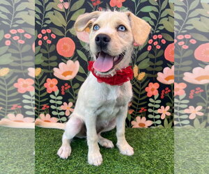 Mutt Dogs for adoption in Corona, CA, USA