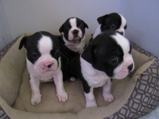 Boston Terrier Puppy for sale in IMPERIAL BEACH, CA, USA