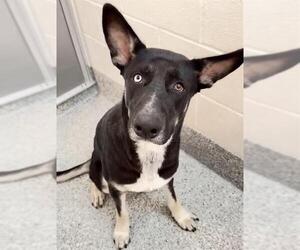 Australian Kelpie-German Shepherd Dog Mix Dogs for adoption in Houston, TX, USA