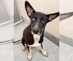 ATLAS - Male Australian Kelpie-German Shepherd Dog Mix Dog for Adoption - Small photo