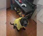 Small #1 Labrador Retriever Mix