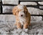 Small #4 Poodle (Toy)