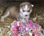 Small #1 Siberian Husky