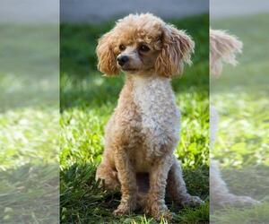 Father of the Poodle (Toy) puppies born on 03/30/2023