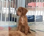 Small Photo #55 Poodle (Toy) Puppy For Sale in WAKARUSA, IN, USA