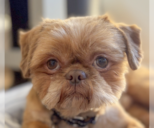 Shih Tzu Dogs for adoption in San Ramon, CA, USA