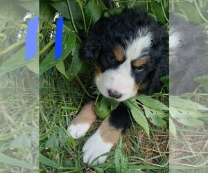Bernedoodle Puppy for sale in ELLIJAY, GA, USA
