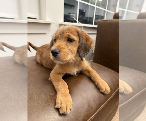 Medium Photo #2 Boxer Puppy For Sale in MIDWAY, UT, USA