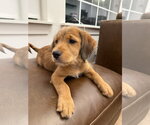 Small #1 Boxer