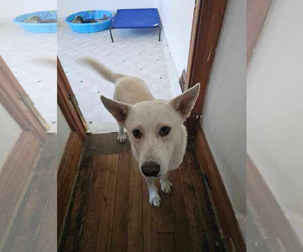 Medium Photo #3 German Shepherd Dog-Unknown Mix Puppy For Sale in Waterloo, IA, USA