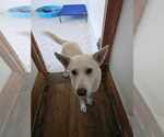 Small #2 German Shepherd Dog Mix