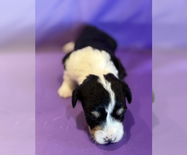 Medium Photo #2 Corgipoo Puppy For Sale in LONGMONT, CO, USA