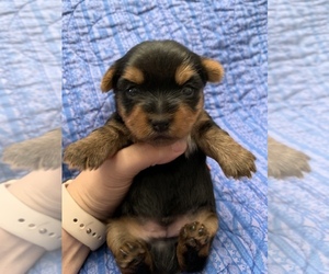 Yorkshire Terrier Puppy for sale in PLANT CITY, FL, USA