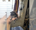 Small Photo #14 Schnauzer (Miniature) Puppy For Sale in CLOUD LAKE, FL, USA