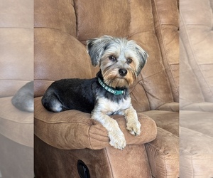 Father of the Yorkshire Terrier puppies born on 04/20/2026