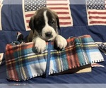 Puppy 6 Saint Berdoodle