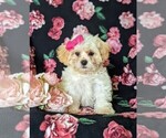 Small #3 Poodle (Miniature)-ShihPoo Mix