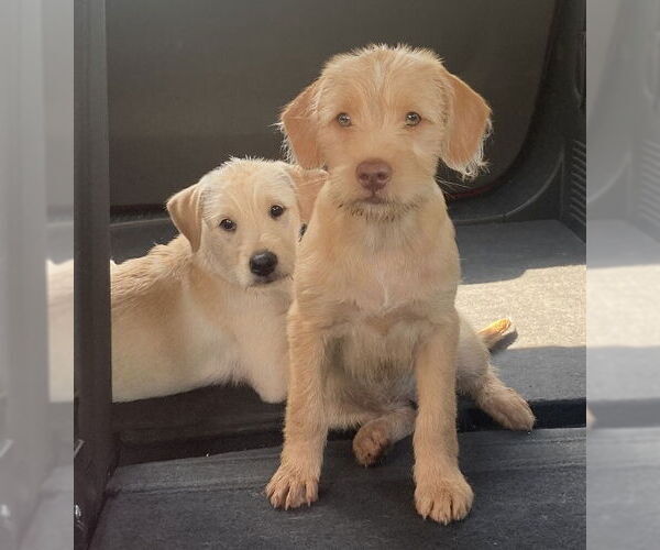 Medium Photo #2 Jack Russell Terrier-Wheaten Terrier Mix Puppy For Sale in Pottstown, PA, USA