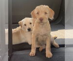 Small #1 Jack Russell Terrier-Wheaten Terrier Mix