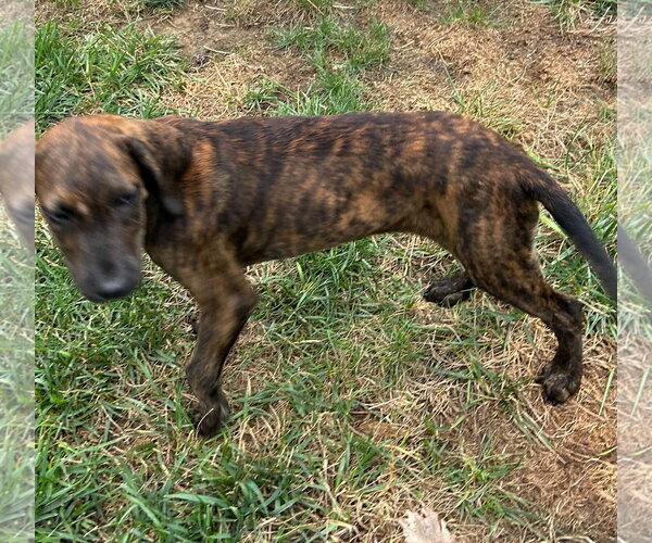 Medium Photo #2 Boxer-Golden Retriever Mix Puppy For Sale in Fenton, MO, USA