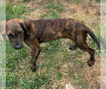 Small Photo #2 Boxer-Golden Retriever Mix Puppy For Sale in Fenton, MO, USA