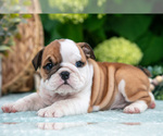 Small Photo #15 English Bulldog Puppy For Sale in MILLERSBURG, OH, USA