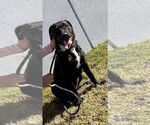 Small #6 Labrador Retriever Mix