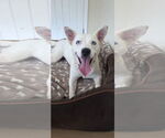 Small #2 Feist Terrier-white german shepherd Mix
