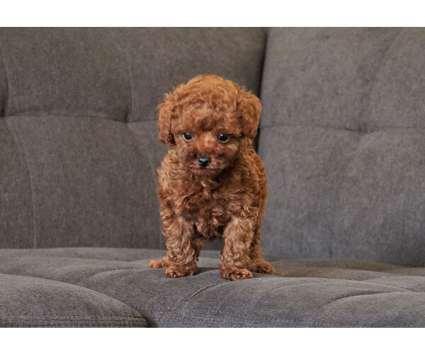 Medium Photo #7 Poodle (Toy) Puppy For Sale in FULLERTON, CA, USA