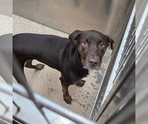 Chocolate Labrador retriever-Unknown Mix Dogs for adoption in Martinsburg, WV, USA