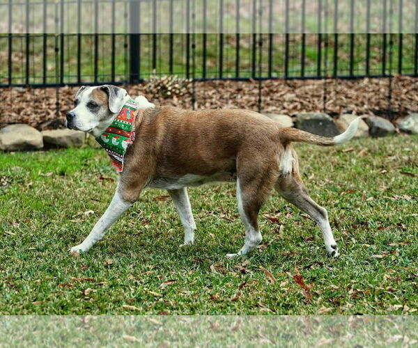 Medium Photo #17 Boxer-Unknown Mix Puppy For Sale in Boonton, NJ, USA